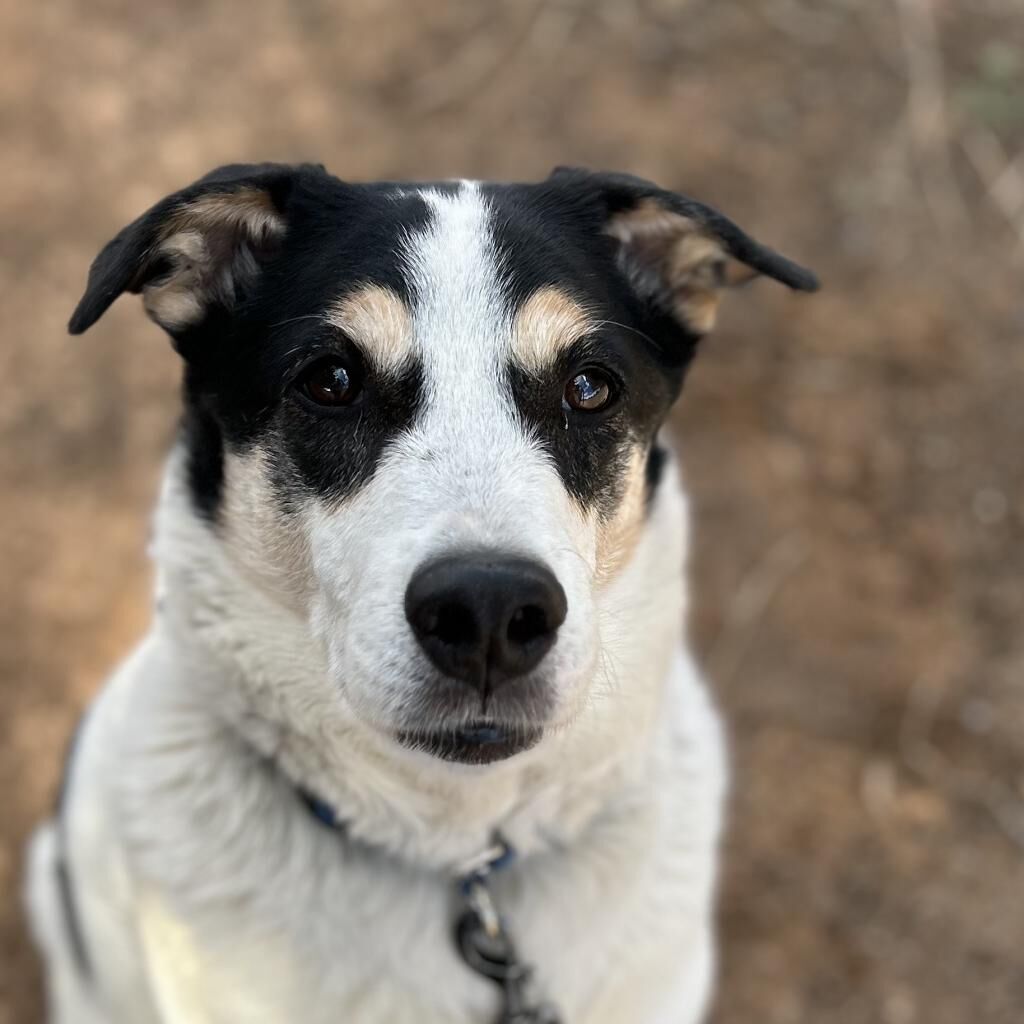 Hello my name is Indie