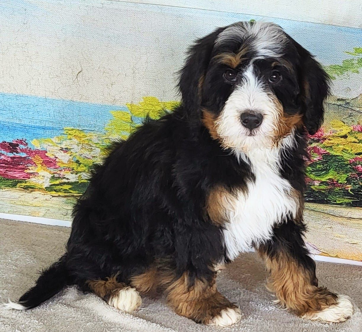Tri Mini Bernedoodle Boy Max – $2200