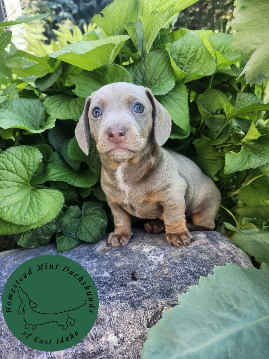Purebred Male Short Hair Mini Dachshund