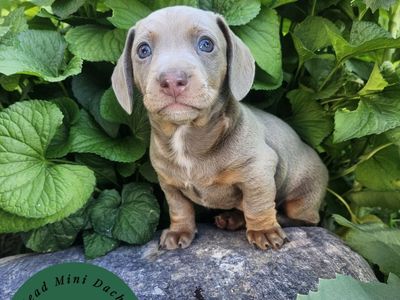 Purebred Male Short Hair Mini Dachshund