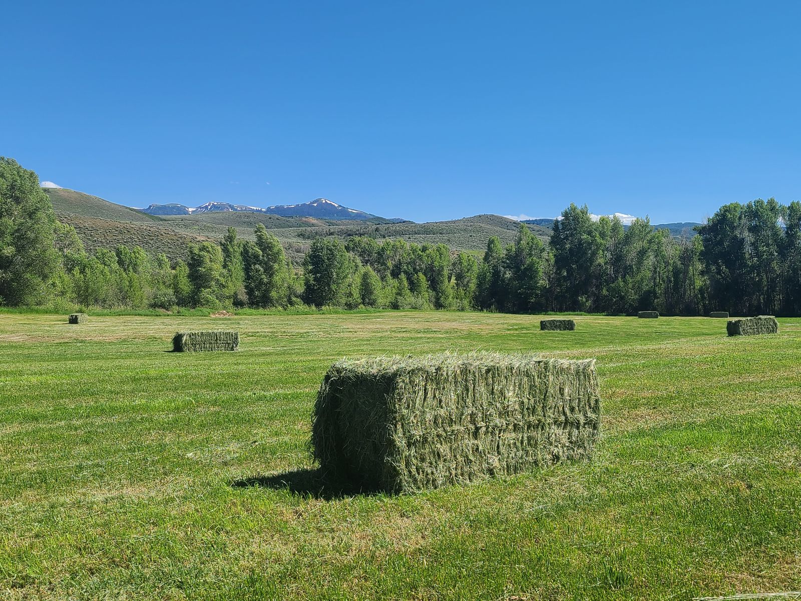 Grass Hay