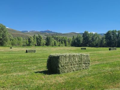 Grass Hay