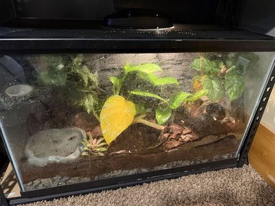 Crested gecko breeding pair