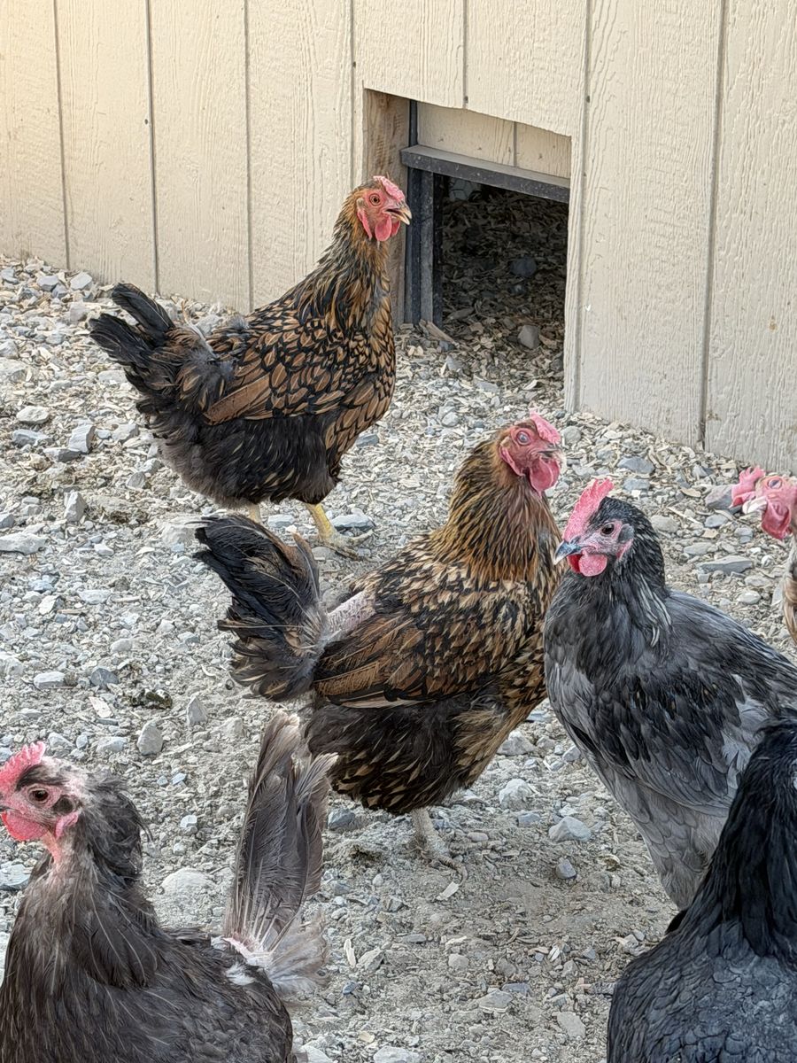 Wydott hens 