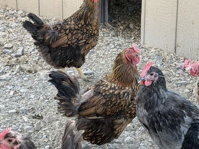 Wydott hens