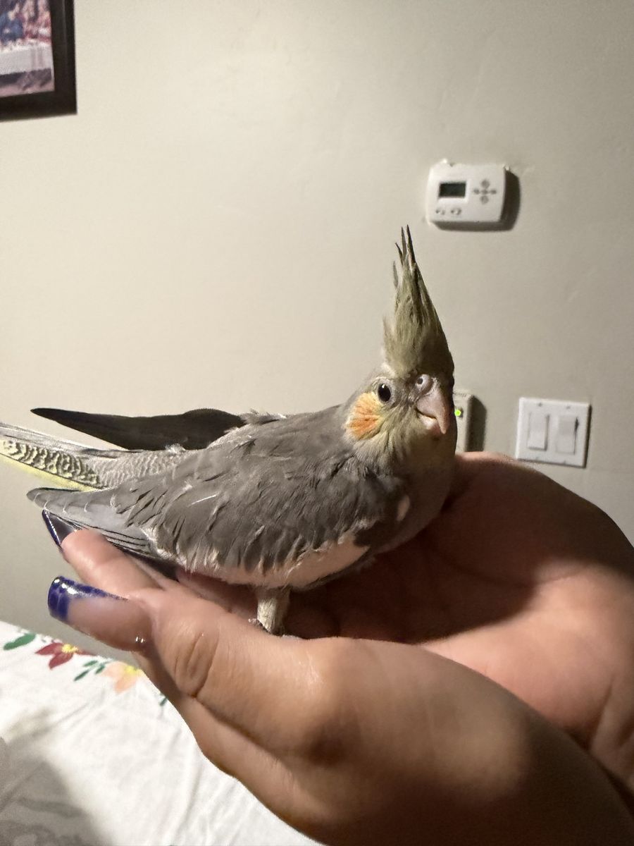 Baby Cockatiel