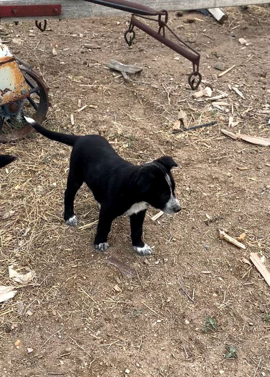 Corgi Labrador puppies Corgidor's