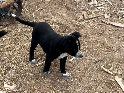 Corgi Labrador puppies Corgidor's