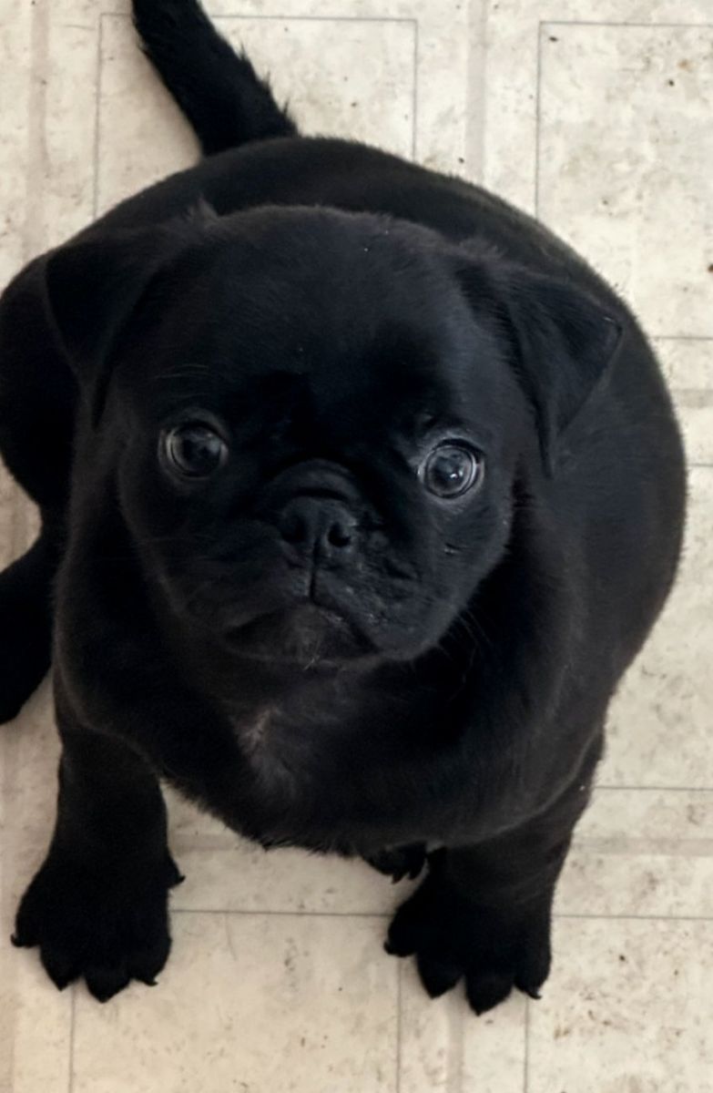 pug
