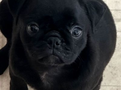 pug