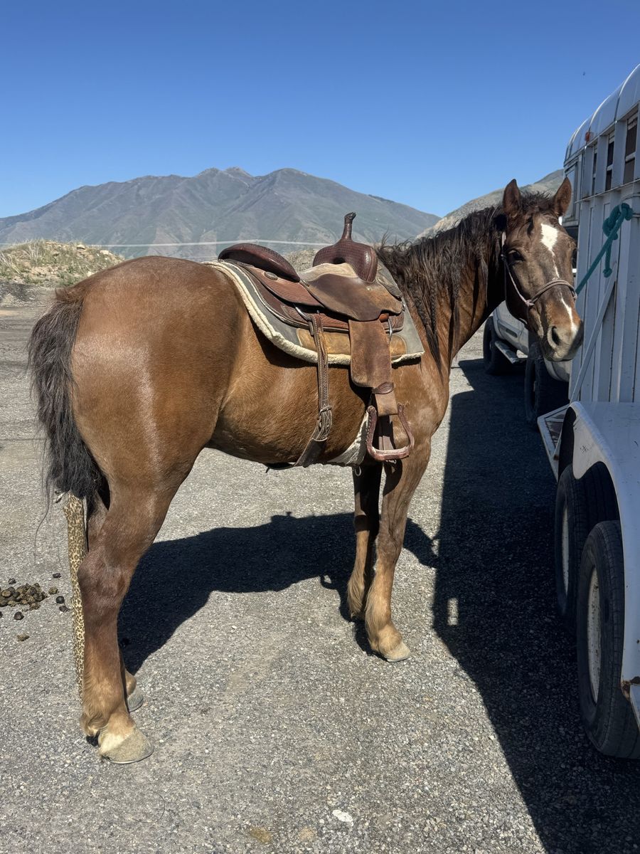 6 year old barrel gelding