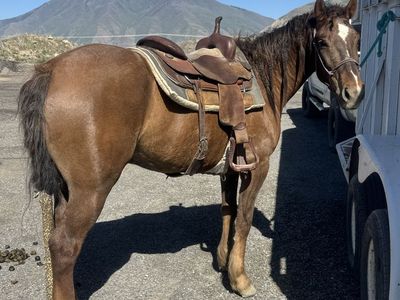 6 year old barrel gelding