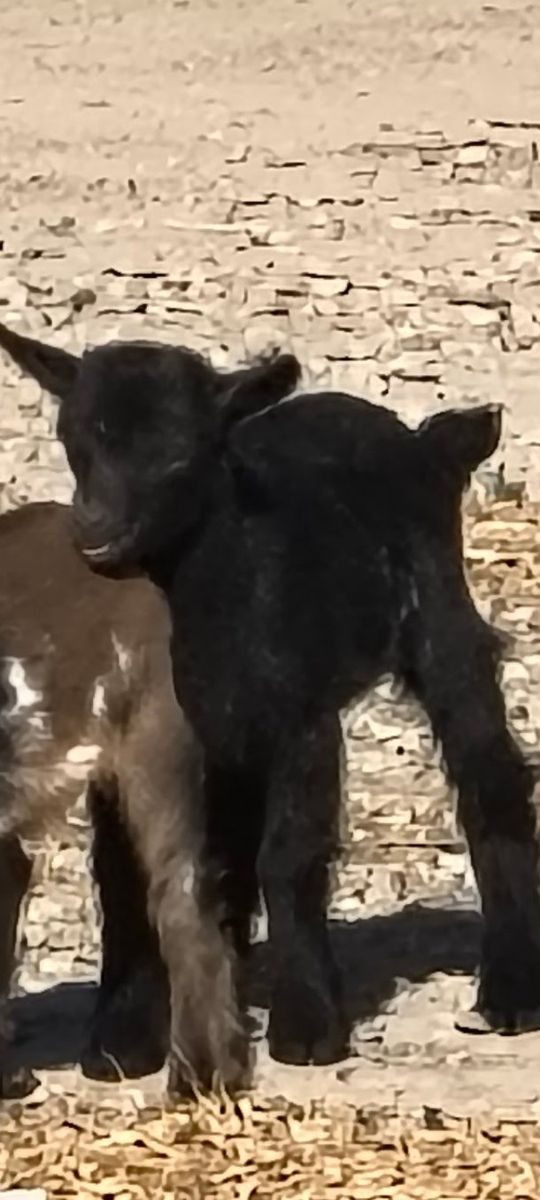 bottle baby Nigerian dwarf buckling