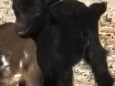 bottle baby Nigerian dwarf buckling