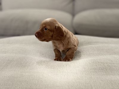 Dachshund puppies