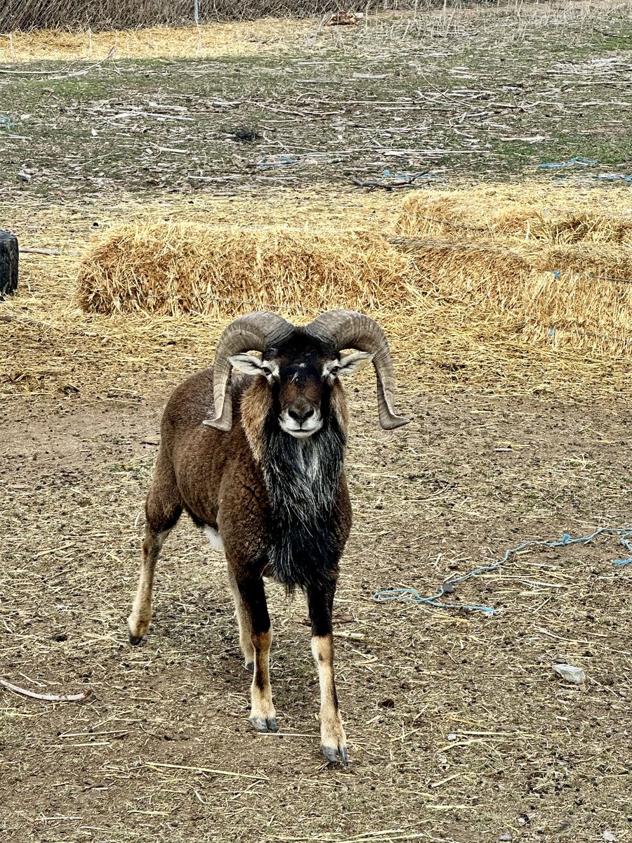 Archery Hunt for Trophy Barbados Ram