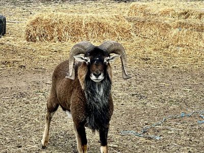 Archery Hunt for Trophy Barbados Ram