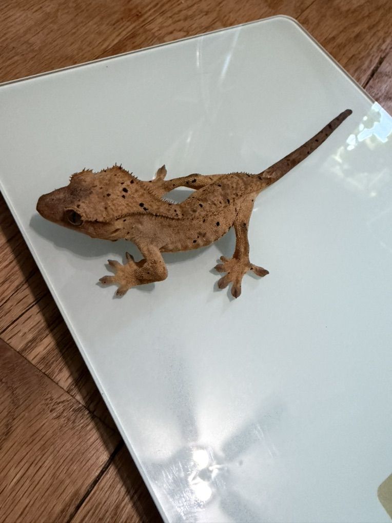 Female Dalmation crested Gecko