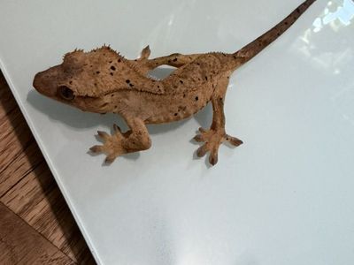 Female Dalmation crested Gecko