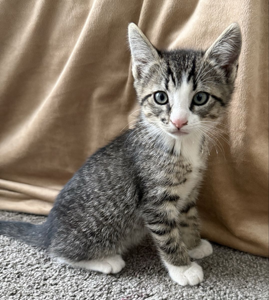 Kittens!