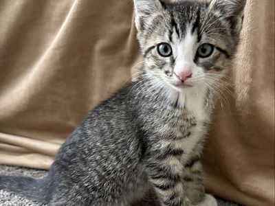 Kittens!