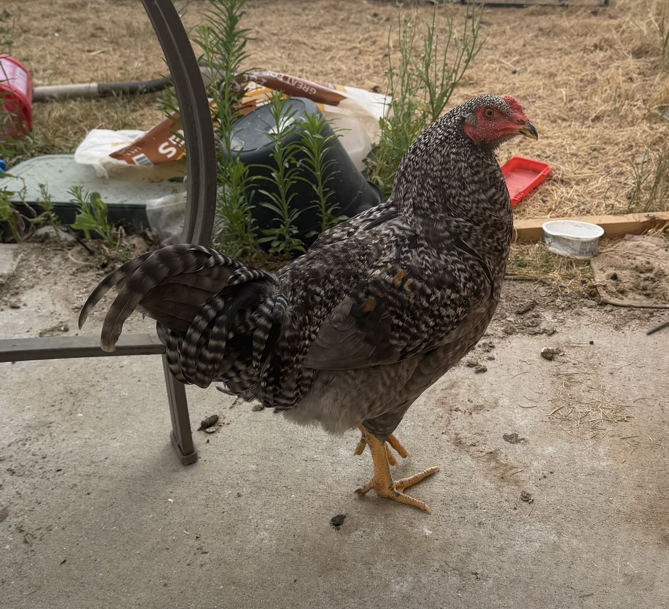 Barred Rock Rooster (Young Cockerel) – $20