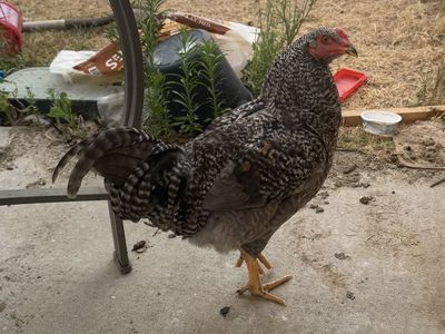Barred Rock Rooster (Young Cockerel) – Free