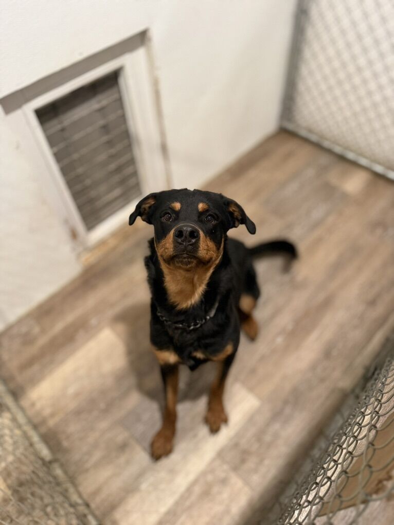 Rottweiler for adoption