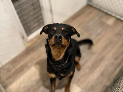 Rottweiler for adoption