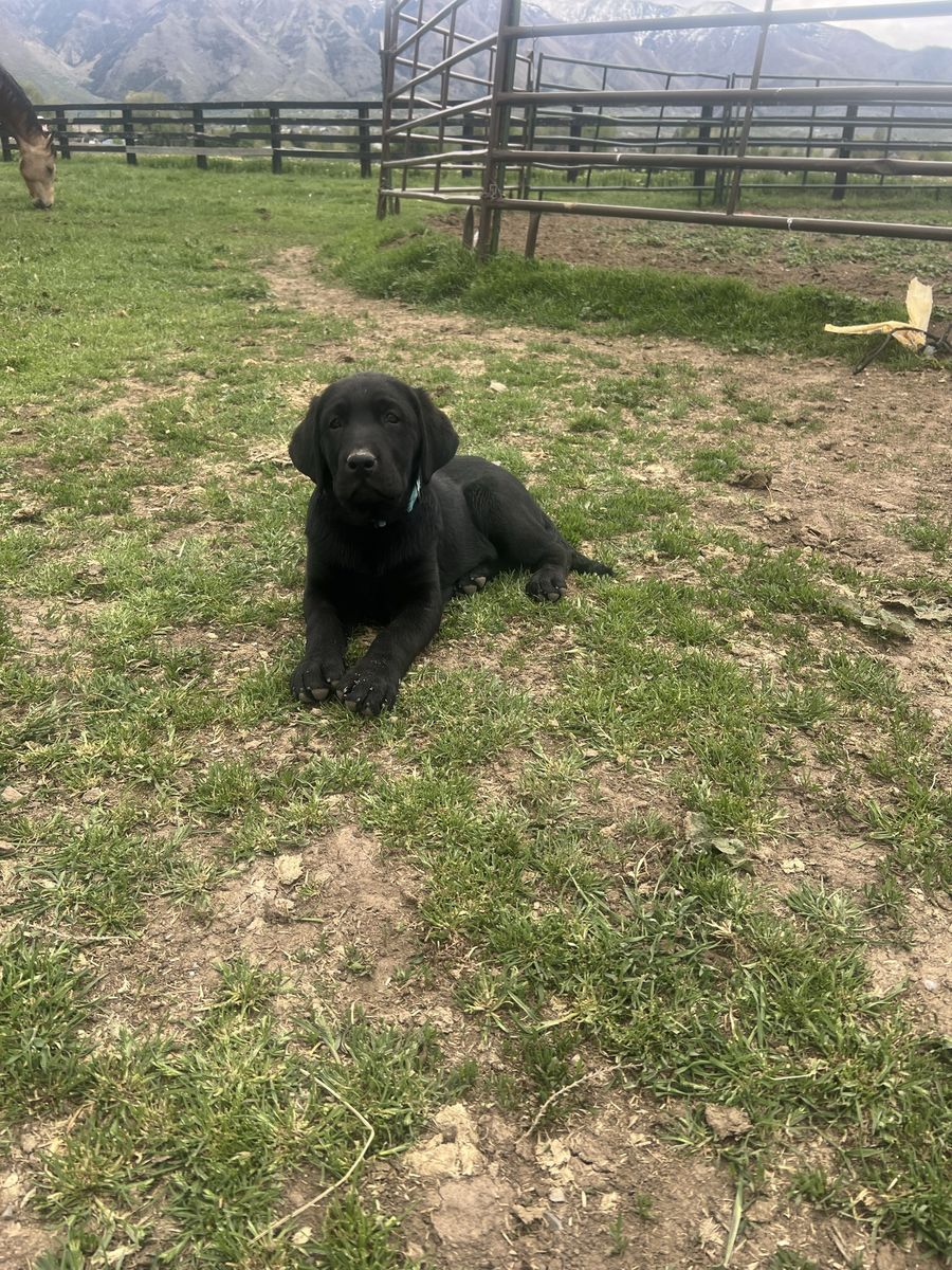 AKC Black Lab Puppy