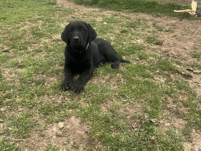 AKC Black Lab Puppy