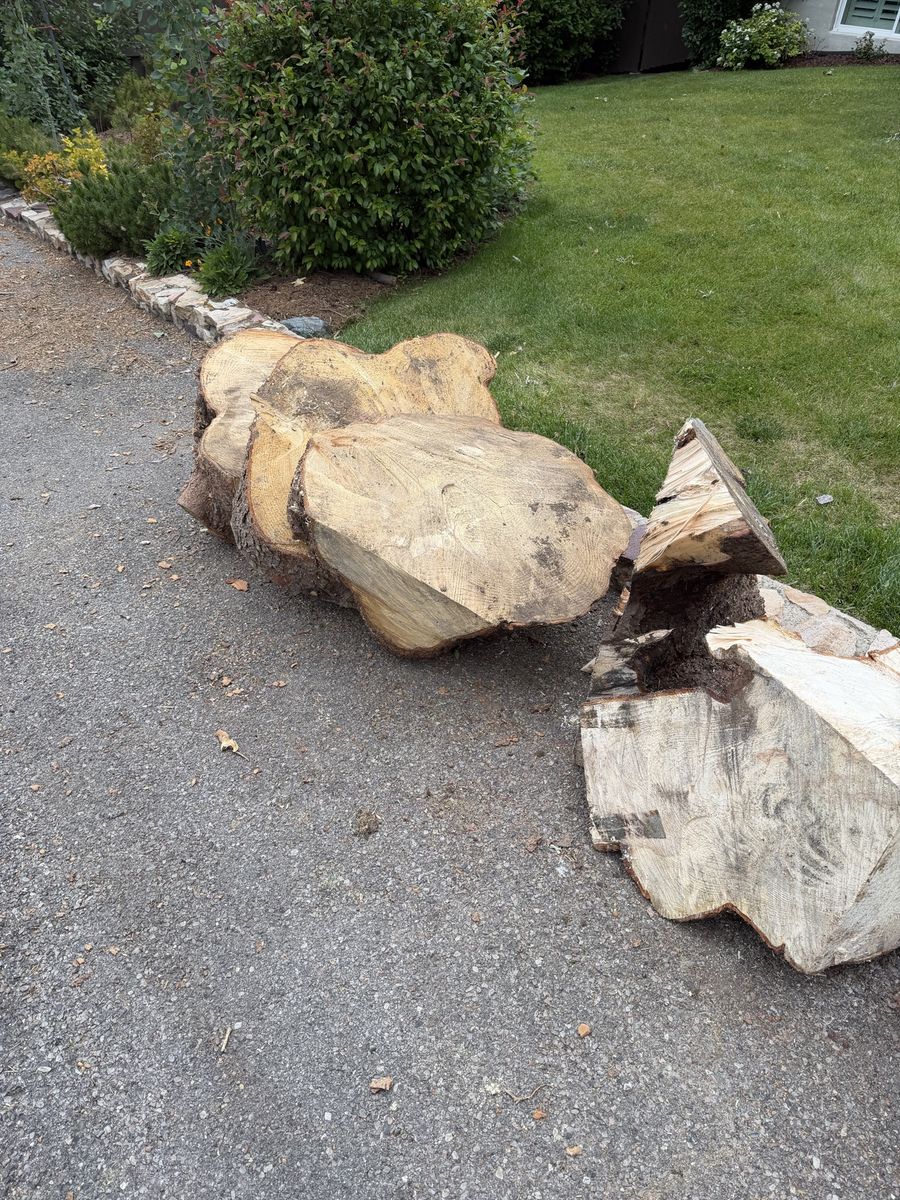 Fire wood/ pine
