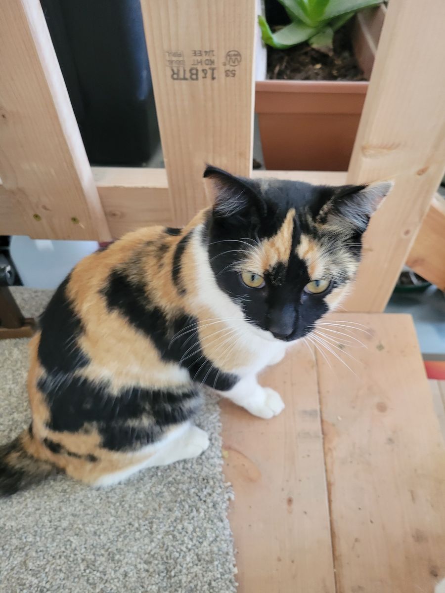 Free Mouser Cat- 9 month old female