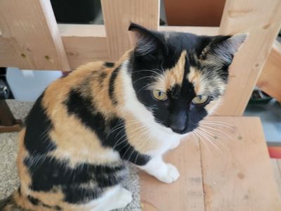 Free Mouser Cat- 9 month old female