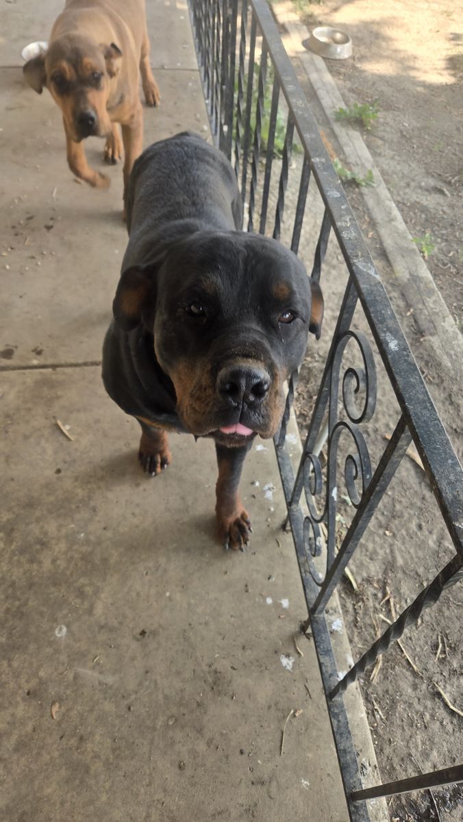 Rottweiler