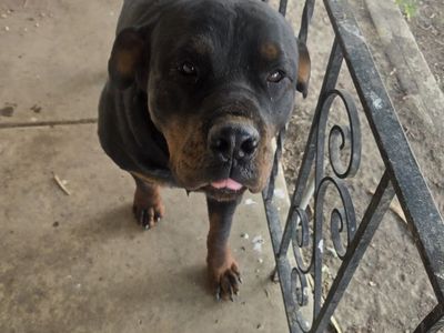 Rottweiler