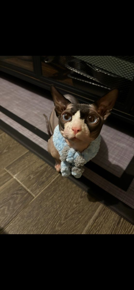 Seeking guardianship family for my Sphynx cat