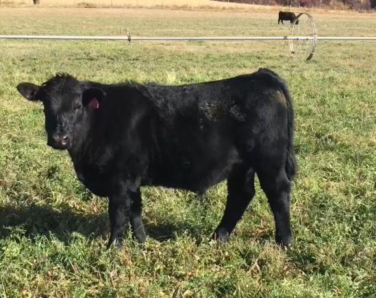 Grass fed grain finished angus steer