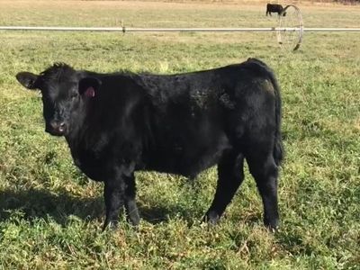 Grass fed grain finished angus steer