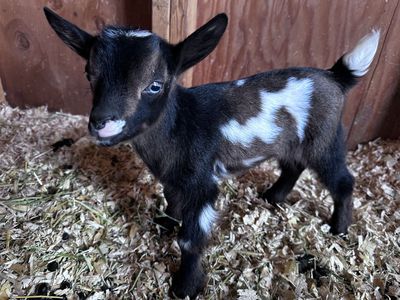 Nigerian Dwarf Doeling Bottle Babies Pair (2 left)