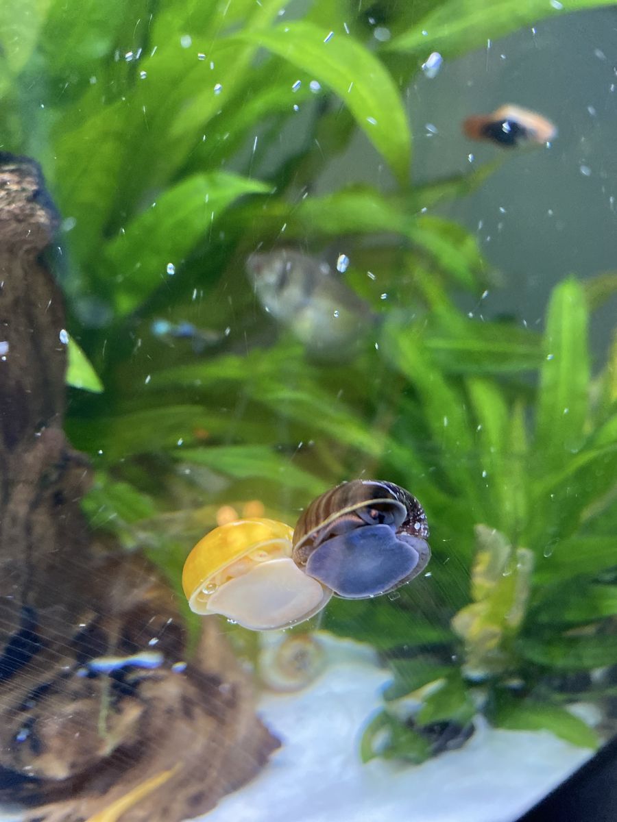 Mystery Snail