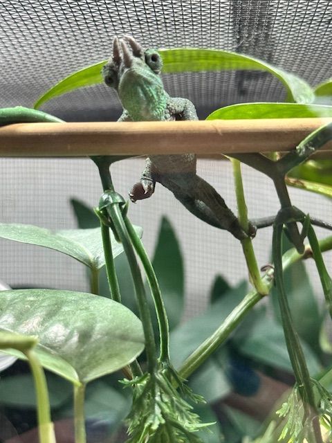 Juvenile Rainbow Jackson's Chameleon