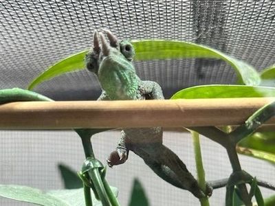 Juvenile Rainbow Jackson's Chameleon