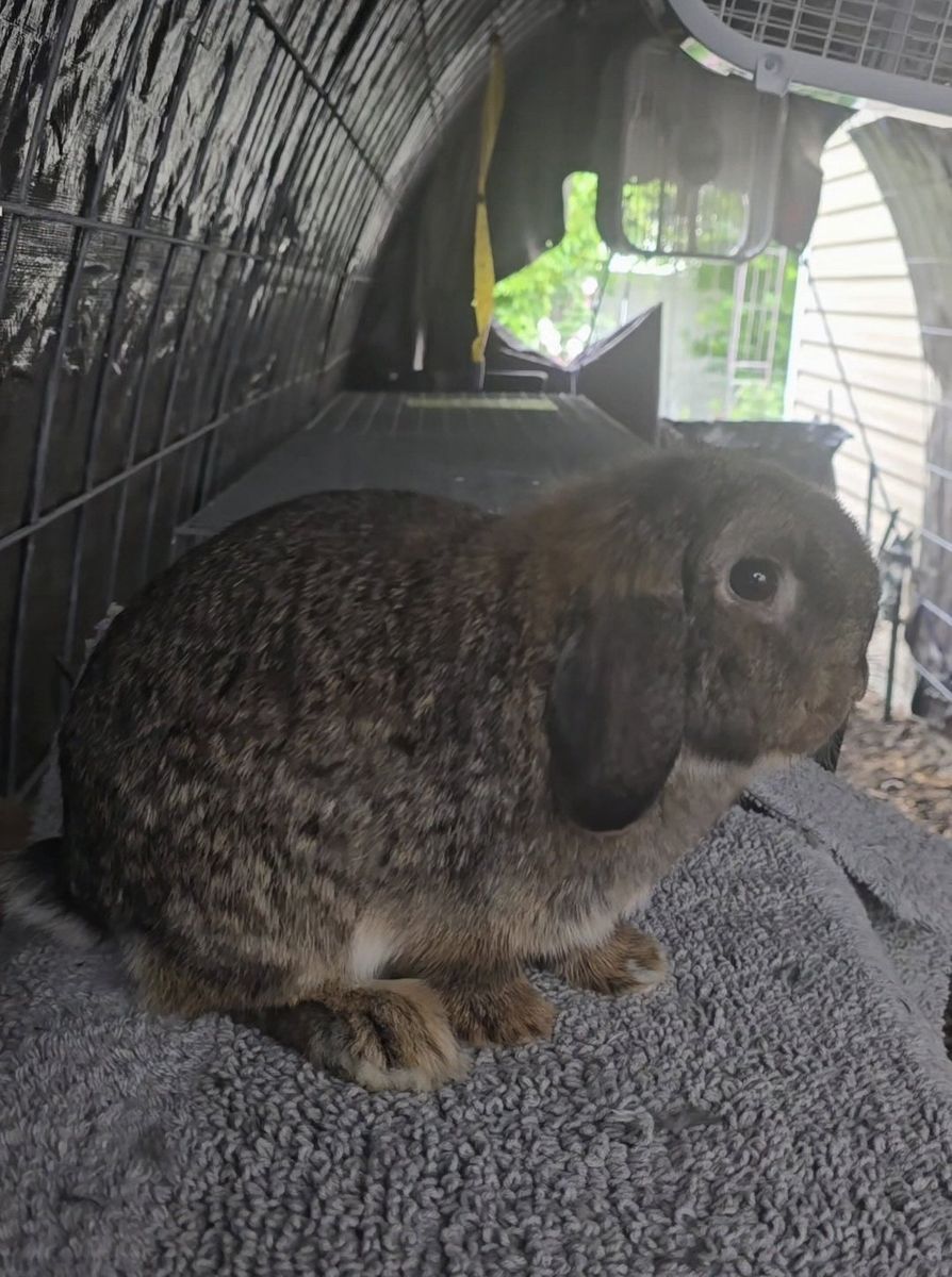 free holland lop doe