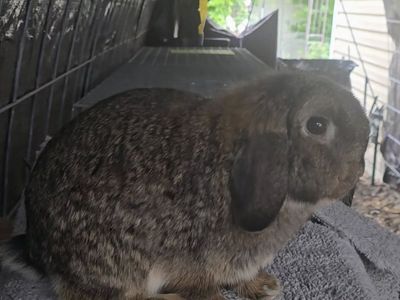 free holland lop doe