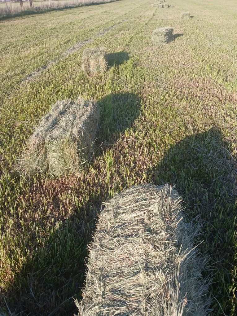 Grass hay no rain, no weeds.
