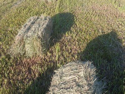 Grass hay no rain, no weeds.