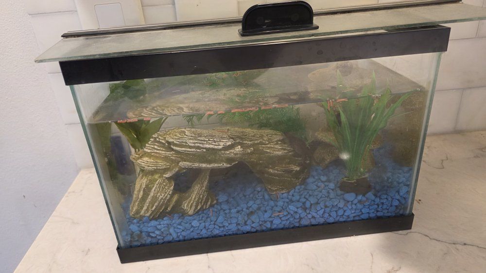 Complete Glass Aquarium Setup with Aquatic Frog, and Decor