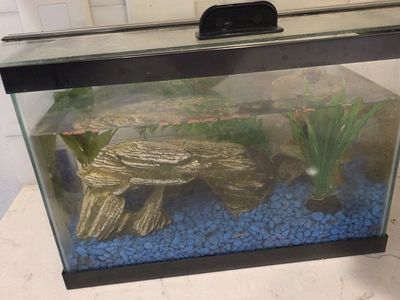 Complete Glass Aquarium Setup with Aquatic Frog, and Decor