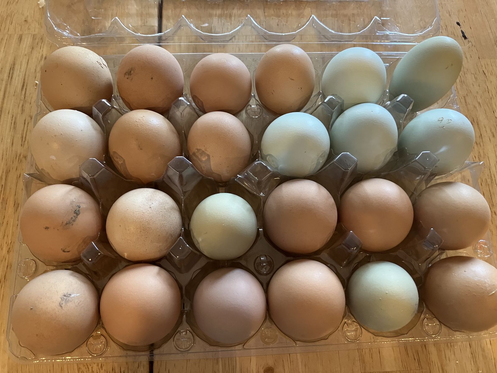 Eggs! Chicken, Duck, Quail